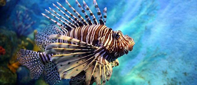 tnf5stct从阿空koong转采于2020-09-14 10:17:50花卉tnf5stct该采集也