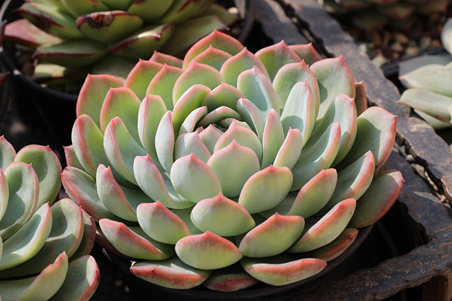 粉月影红边月影莎莎女王多肉植物