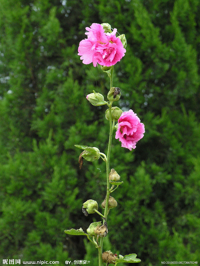 ═☆蓅煋从水公转采于2014-09-16 06:55:34芙蓉十二花神之十月"