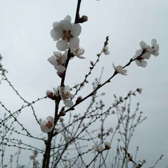 艾米