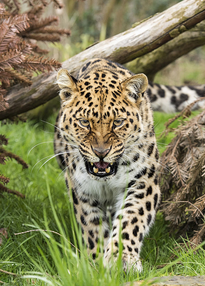 食肉目·猫科·豹属:远东豹(正面)