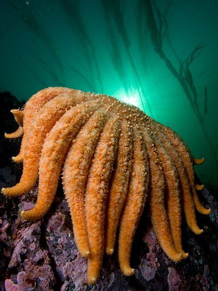 sunflower sea star
