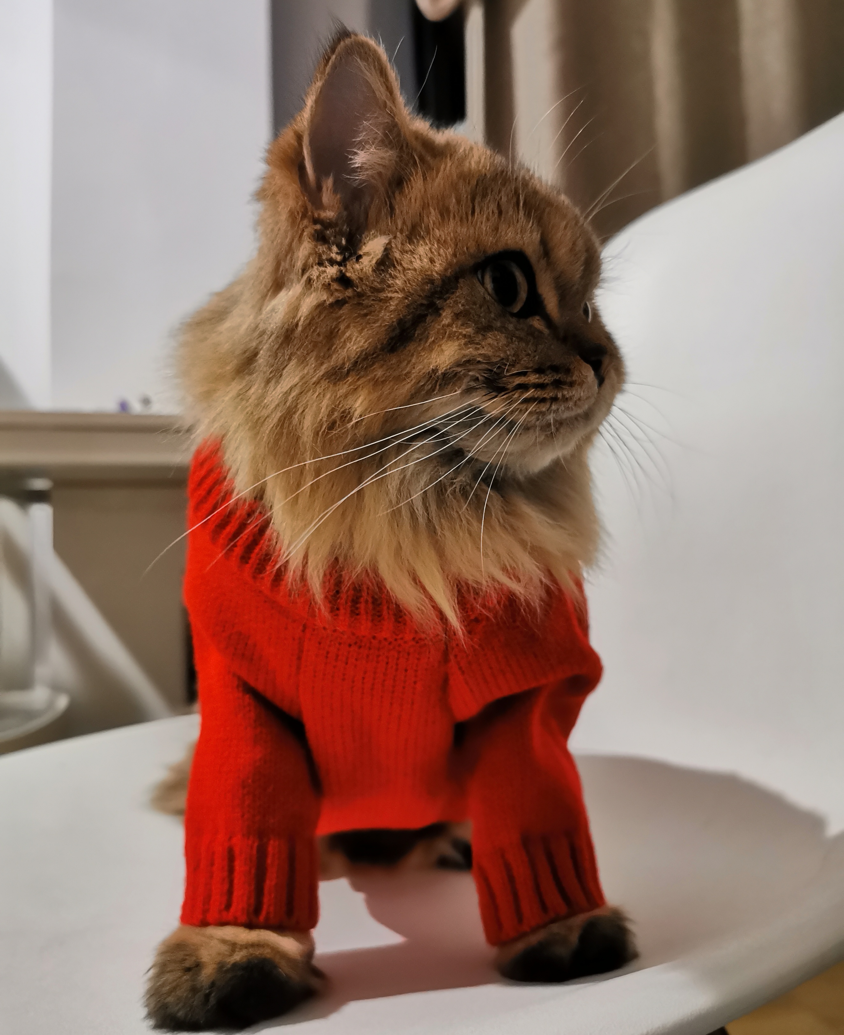 吱呜猪ū