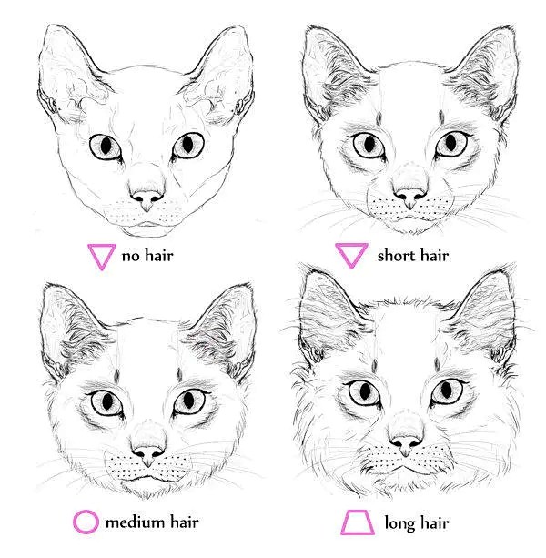 动物结构猫的画法二教程来自monikazagrobelna