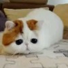 桌色