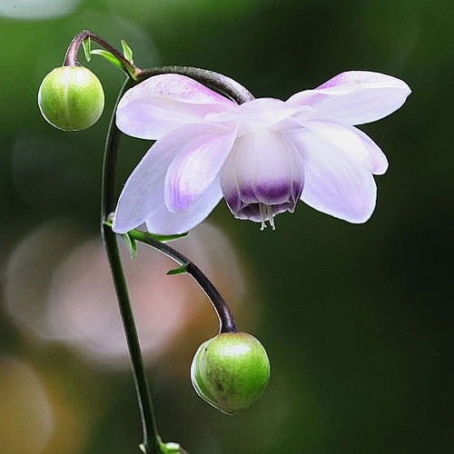 莲花升麻纲双子叶植物纲magnoliopsida目毛茛目ranunculales科毛茛科