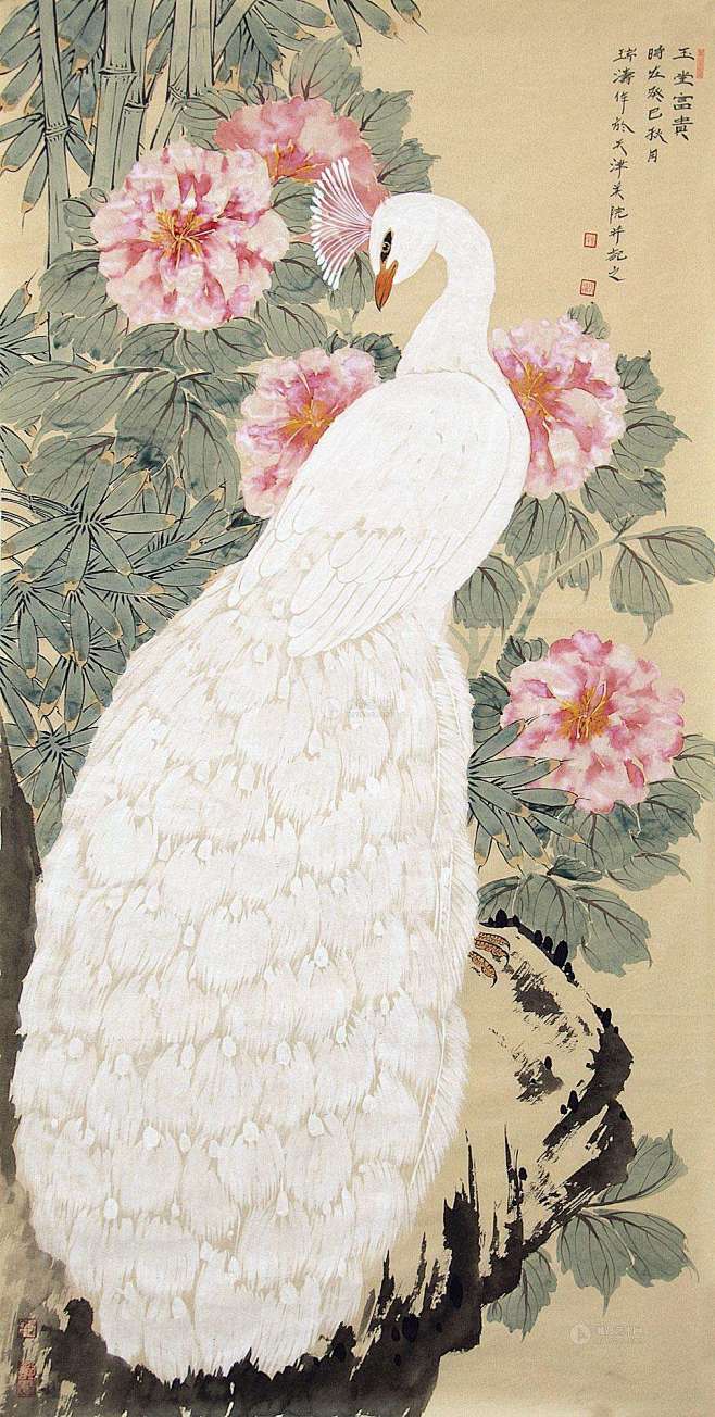 白孔雀