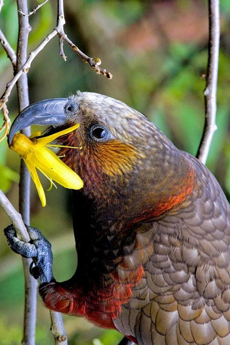 鹦形目鸮鹦鹉科啄羊鹦鹉属白顶啄羊鹦鹉卡卡鹦鹉