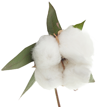 cottonpng