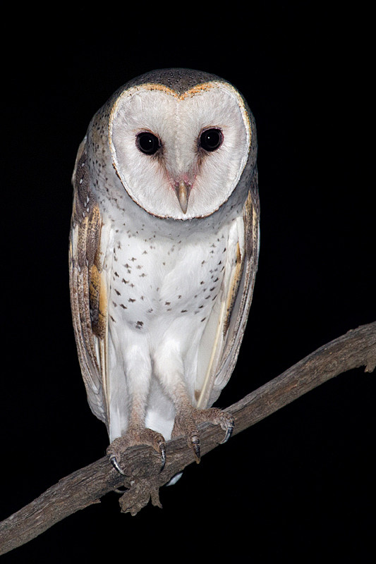 鸮形目草鸮科草鸮属塔里仓 