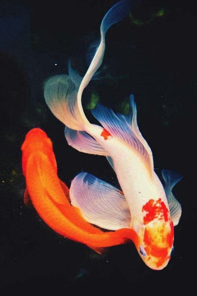 好看的素材背景图―鲤鱼跃龙门