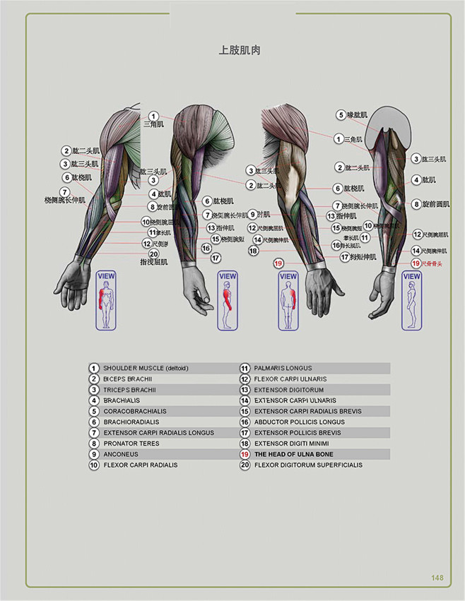 上肢手臂肌肉详解