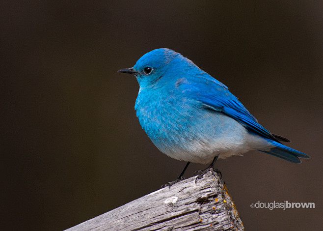 photographmountainbluebirdbydouglasbrownon500px