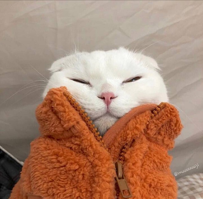 猫咪头像