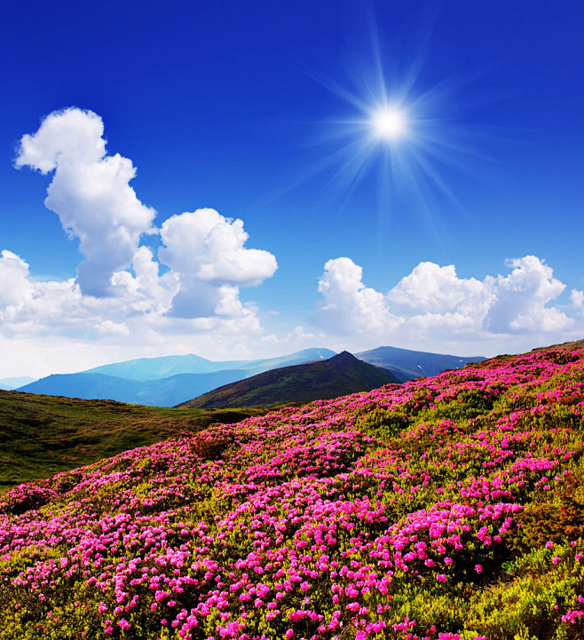 杜鹃花风景摄影图片