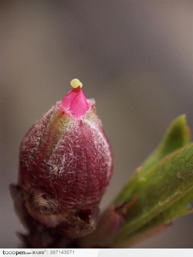 桃花花蕾紫红色花蕾