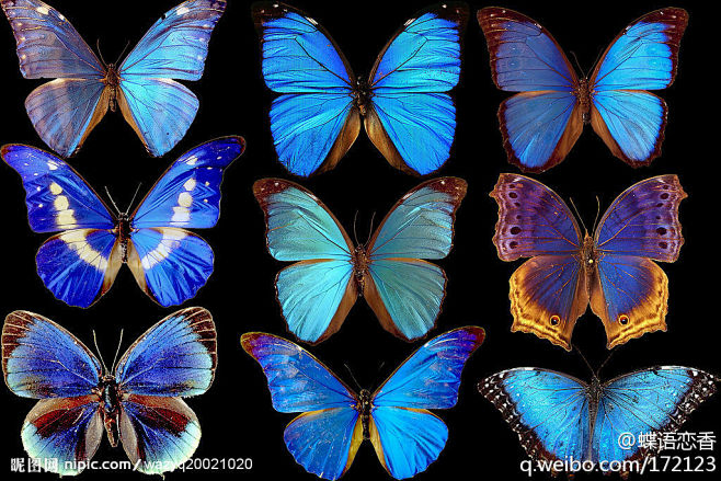 上黎明闪蝶国王闪蝶