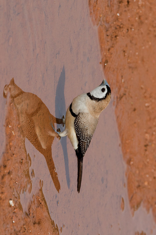 雀形目梅花雀科斑胸草雀属双斑草雀