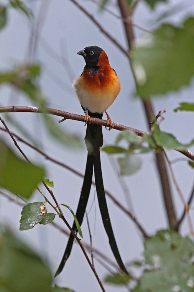 雀形目维达雀科维达雀属多哥维达雀