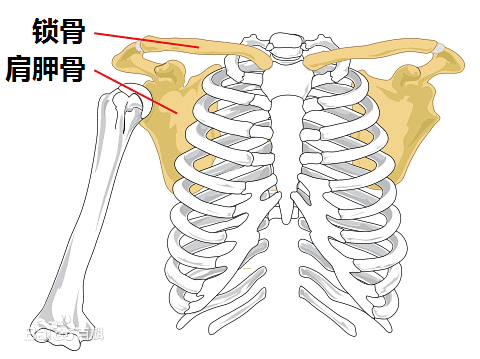 肩胛骨手绘图片图片