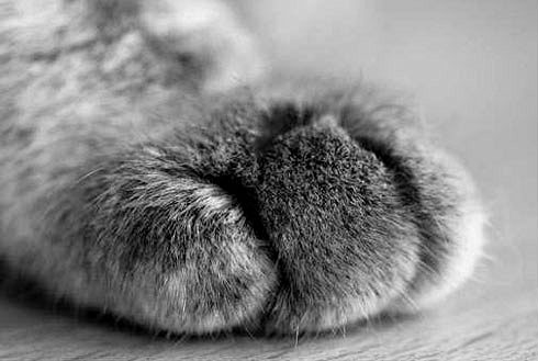 猫爪子