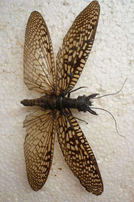 广翅目齿蛉科齿蛉