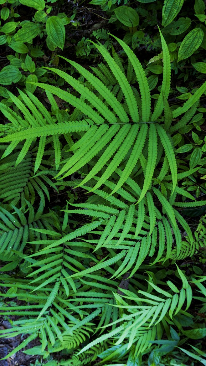 自然背景树叶图片植物针状背景