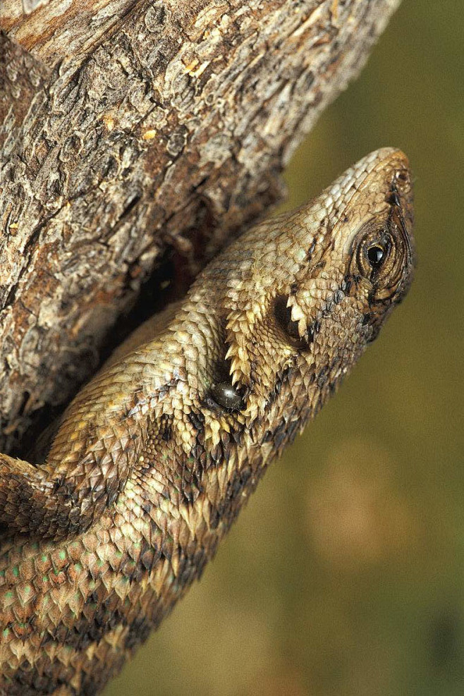 蜥蜴目美洲鬣蜥科角蜥属强棱蜥