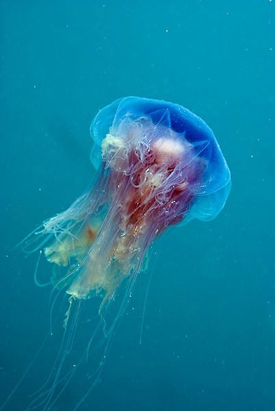 jellyfish