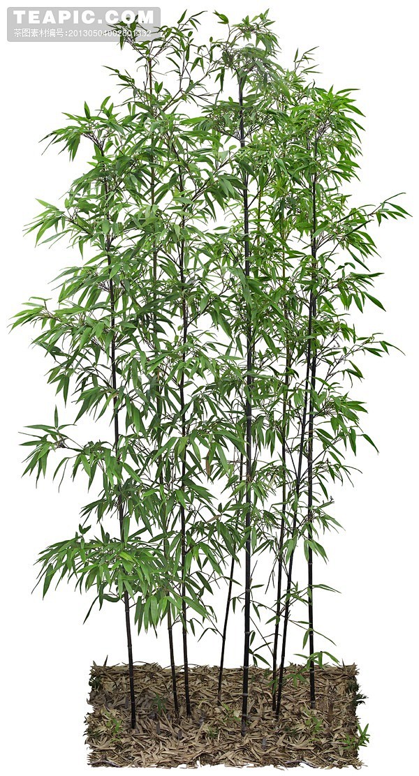 一从竹子–植物–自然风光