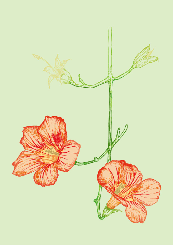 15:28:23chinese trumpet creeper爬山虎1插画logoto同采自www