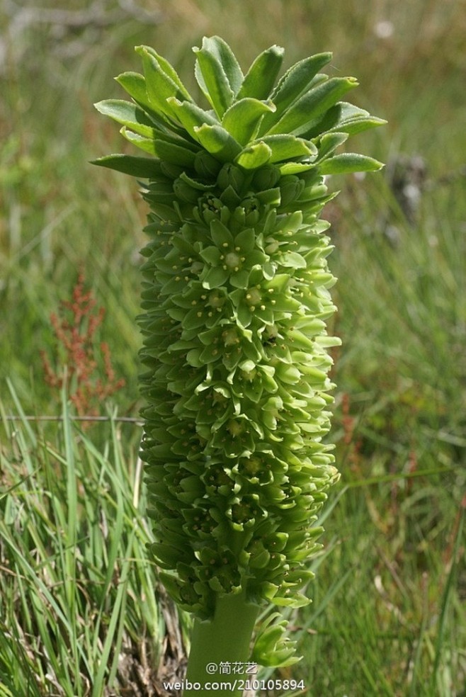 凤梨百合eucomis百合科凤梨百合属她花形简直和菠萝一样众多的小花密