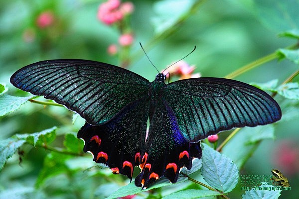 三尾褐凤蝶无脊椎动物国家二级保护动物