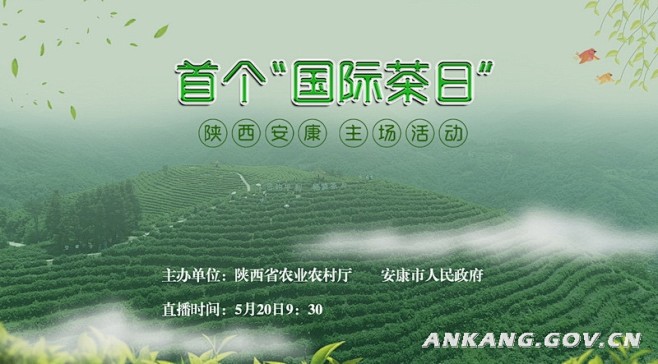 首个国际茶日陕茶安康主场活动直播安康市人民政府