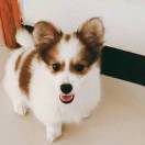 久伴ss