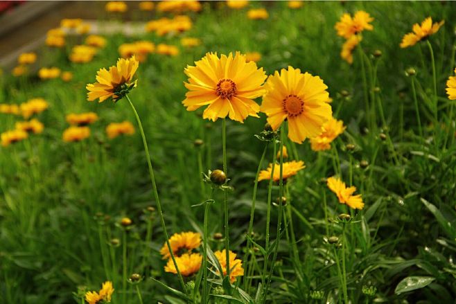 剑叶金鸡菊coreopsislanceolata