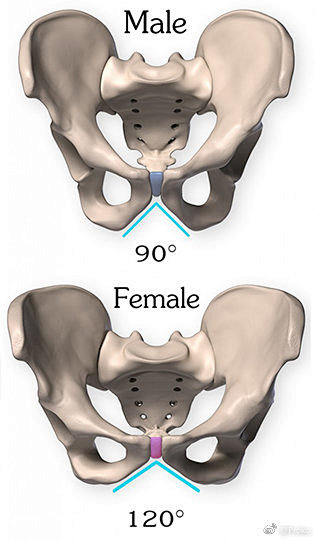 男性vs女性盆骨差异proko