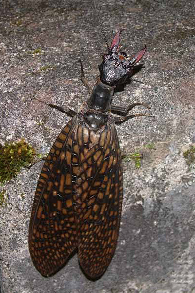 广翅目齿蛉科齿蛉