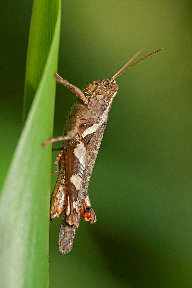 直翅目蝗亚目蜢总科短角蝗总科蜢短角蝗