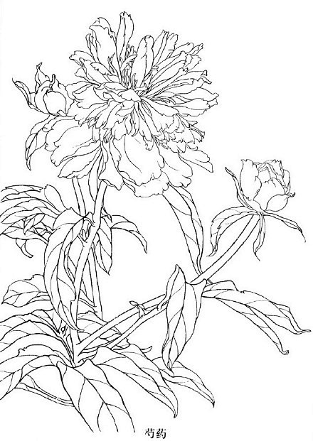 绘画学习工笔画百花线描画谱收着描