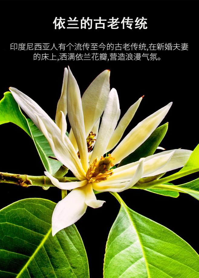 zrzr依兰精油单方精油10ml护发滋润面部精油愉悦调情香薰刮痧泡澡t