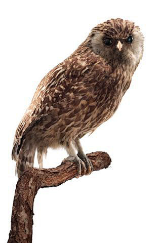 鸮形目·鸱鸮科·笑鸮属:笑鸮