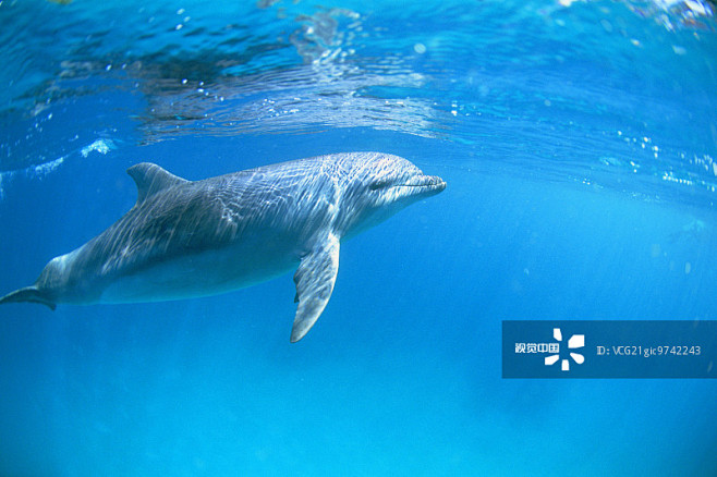 bottlenosedolphinpalau创意图片