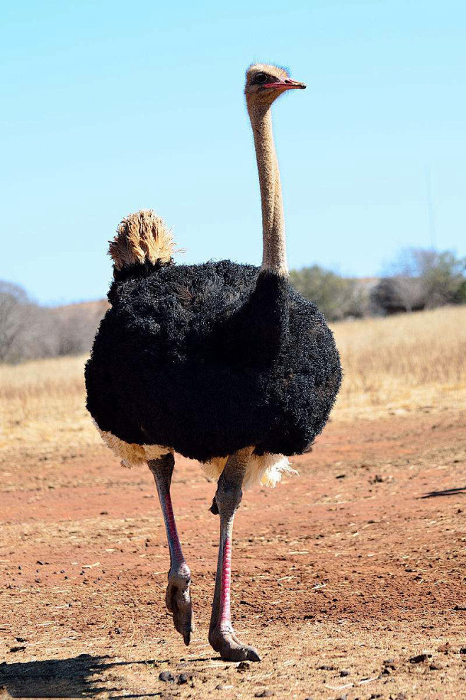 鸵鸟目鸵鸟科鸵鸟属非洲鸵鸟