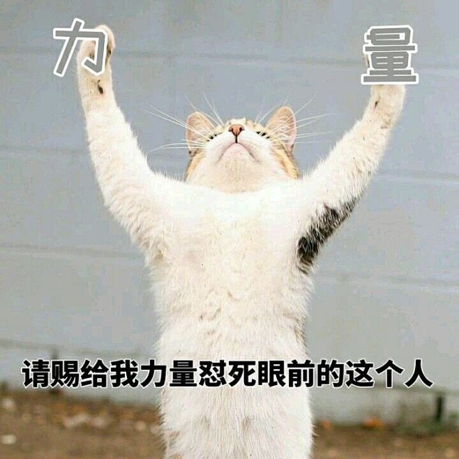 赐我力量吧萌宠表情包