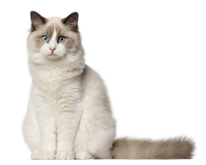 布偶猫猫