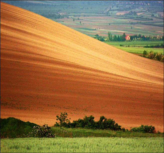 开花灌木.潘诺尼亚平原.塞尔维亚