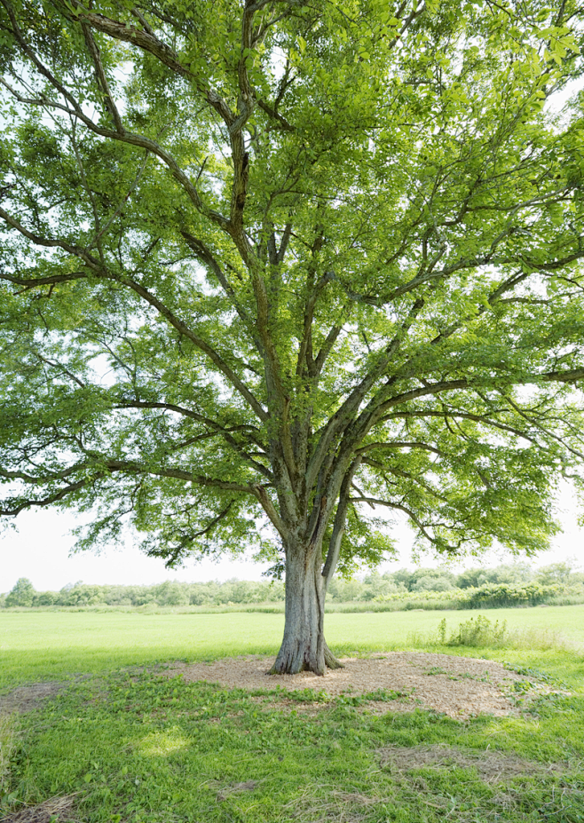 草地上的一颗枝繁叶茂的大树
