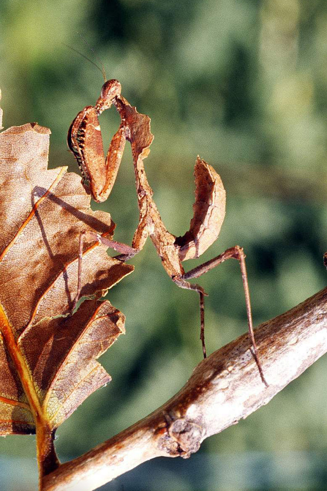 螳螂目叶背螳科枯叶螳螂