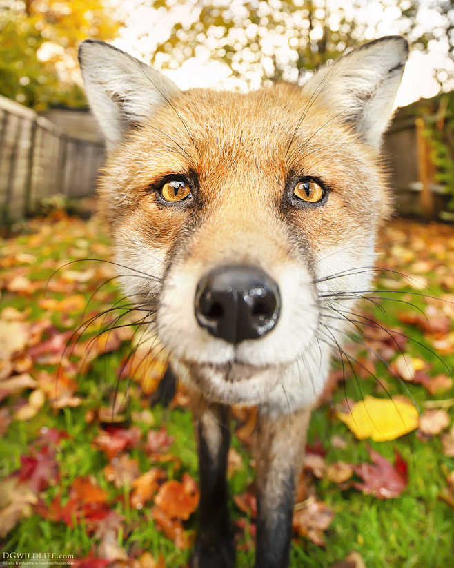 Where to Buy a Pet Fox: Your Ultimate Guide to Finding the Perfect Furry Companion